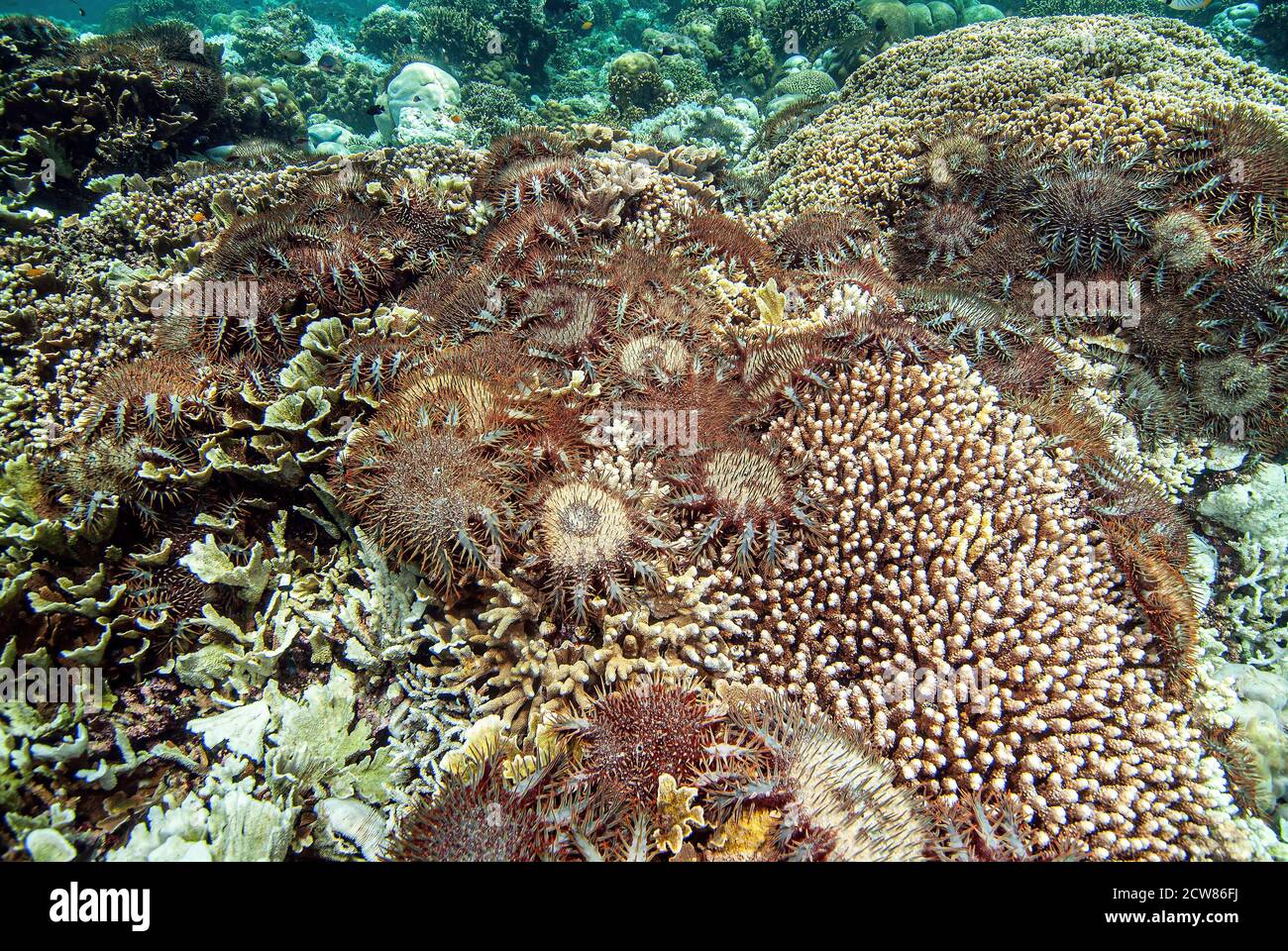 crown- of-thorns Starfish dévorant des coraux, Sulawesi, Indonésie, Banque D'Images