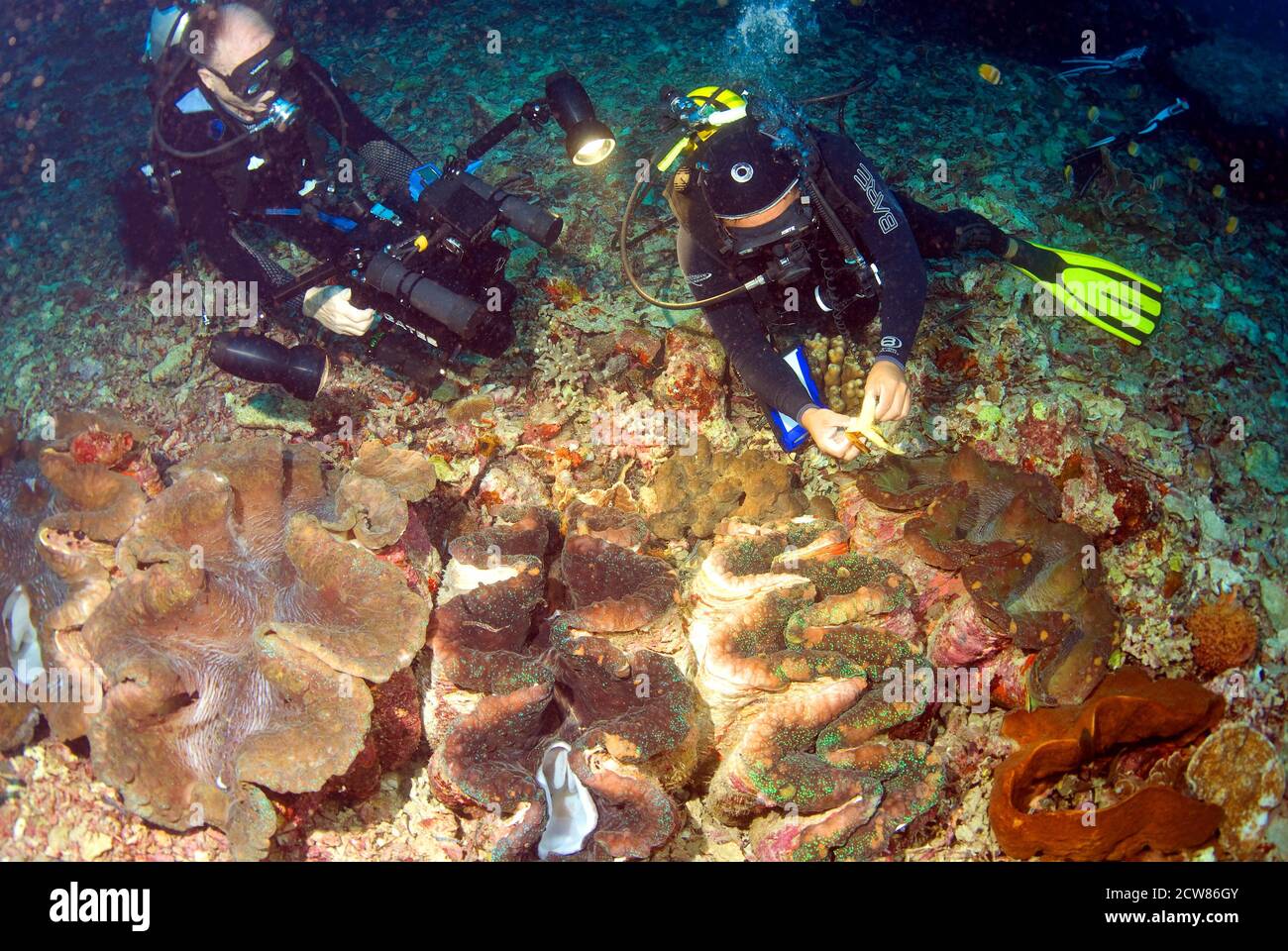 Plongeurs et palourdes géantes de tridacna, V Banque D'Images