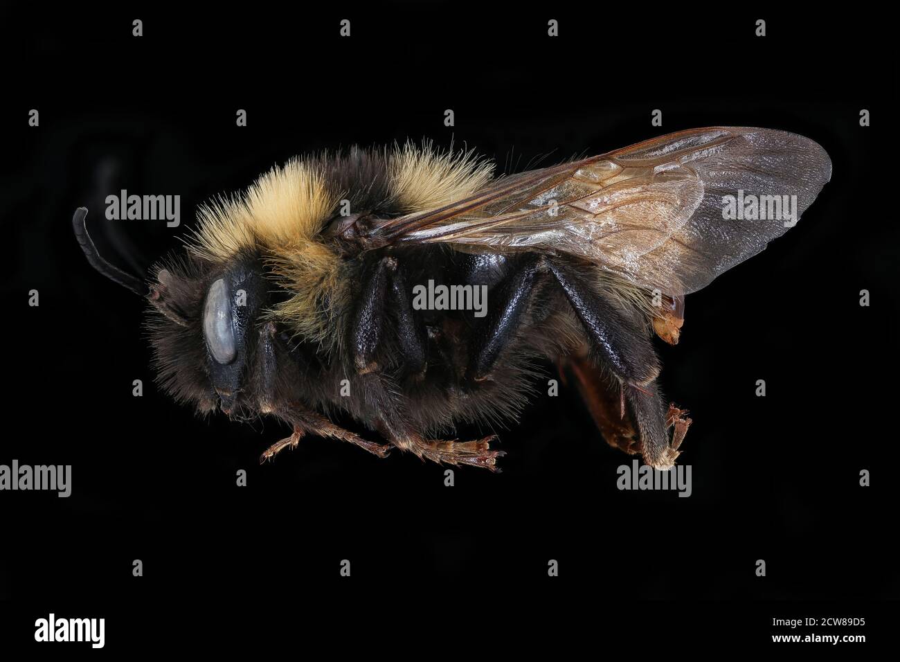 Le 16 décembre 2019, un gros plan d'un Bombus campestris (bourdon de champ) a été capturé à Podbanske, Slovaquie, mettant en valeur ses caractéristiques distinctives pour la recherche scientifique. Banque D'Images