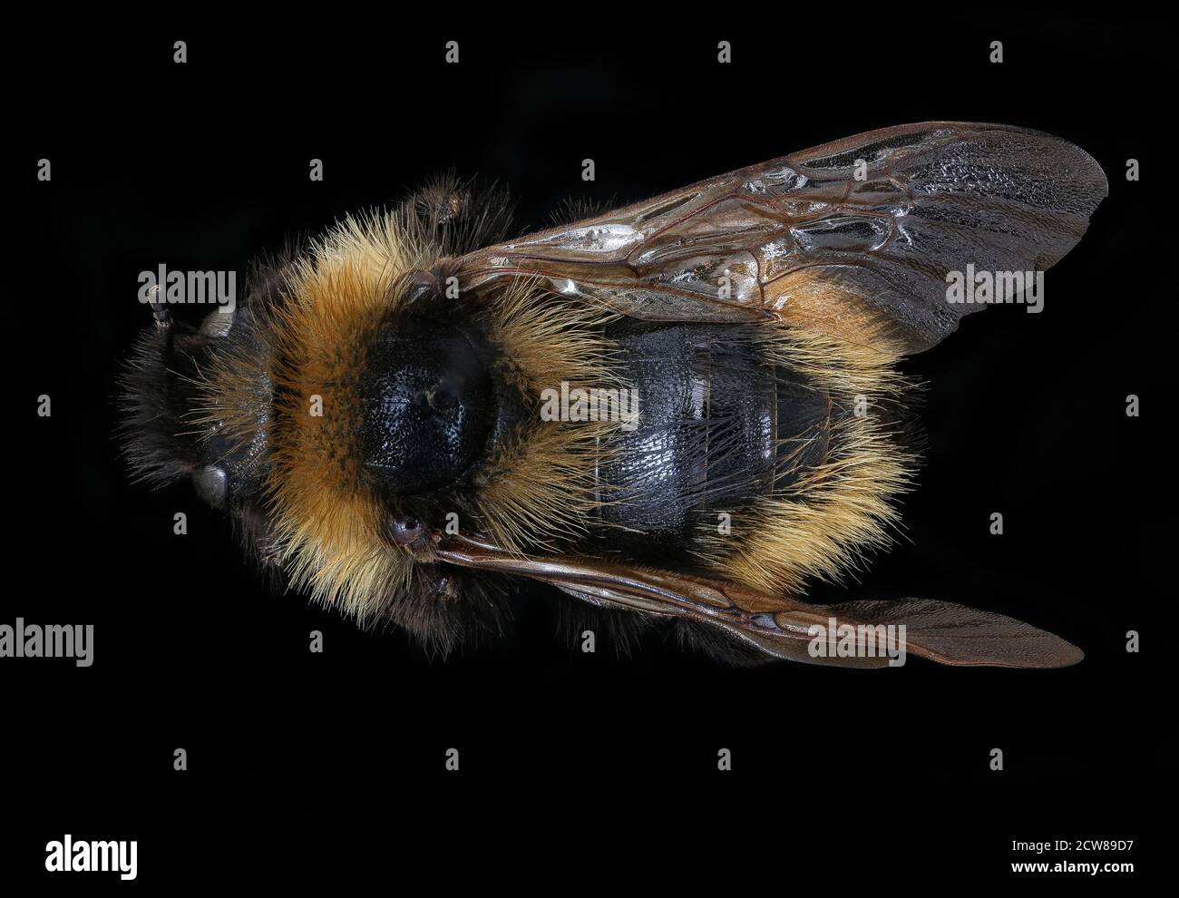 Cette photographie montre Bombus campestris, un type de bourdon, capturé à Podbanske, Slovaquie, le 16 décembre 2019, dans le cadre des efforts de surveillance des abeilles par le U.S. Geological Survey. Banque D'Images