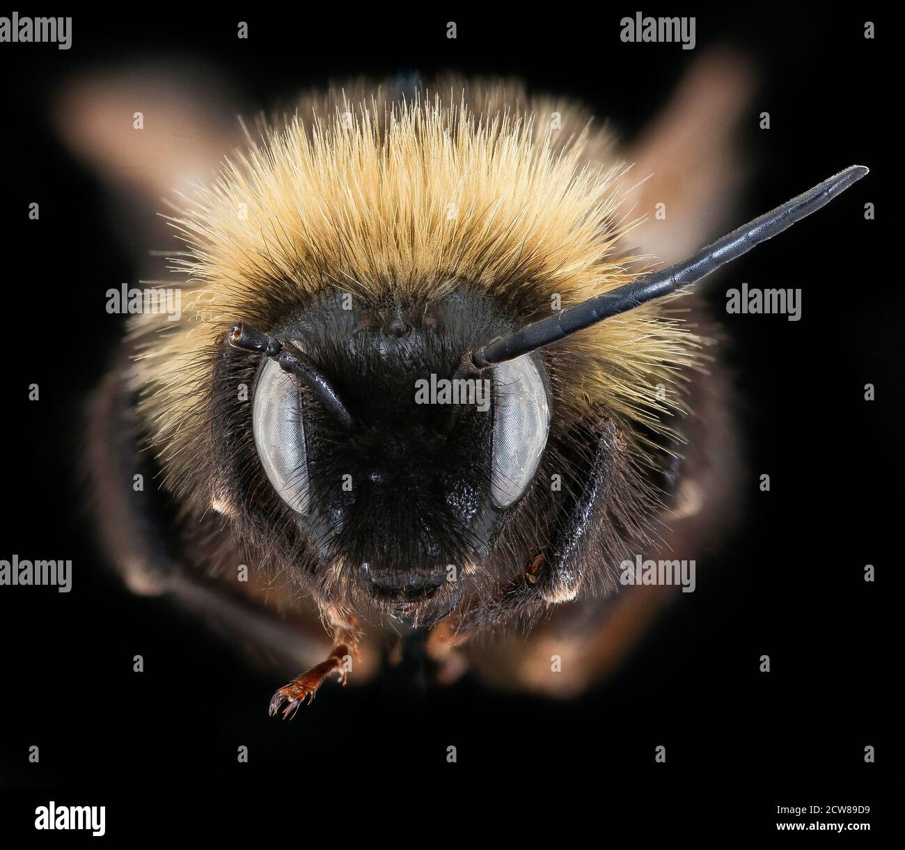 Le 16 décembre 2019, une image en gros plan de l'abeille Bombus campestris a été prise à Podbanske, en Slovaquie, à l'aide de techniques avancées de macrophotographie. Cette espèce joue un rôle crucial dans la pollinisation. Banque D'Images