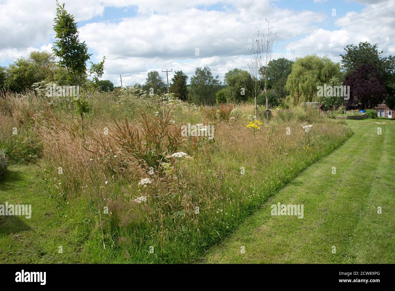 Les zones de jardin ont permis de se développer sans perturber pour encourager la faune et les fleurs sauvages en été. Refuges pour invertébrés; prédateurs biologiques Banque D'Images