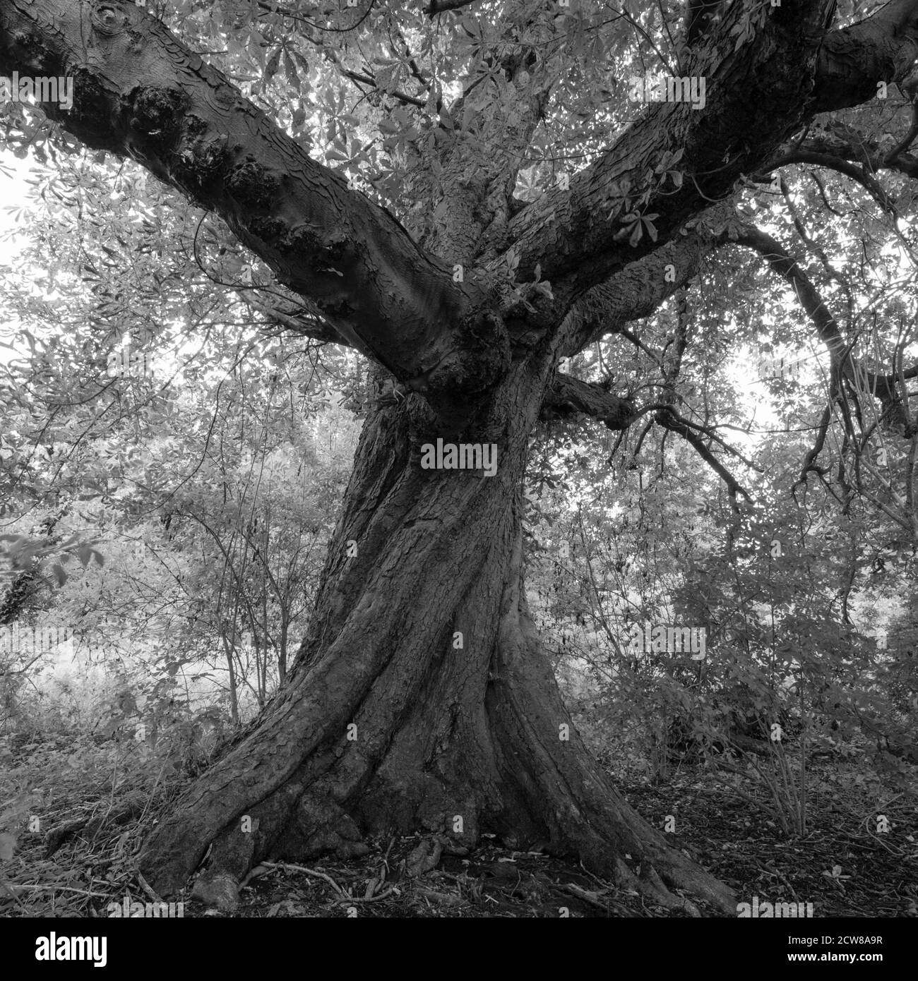 Noix de châtaignier tordues Banque D'Images