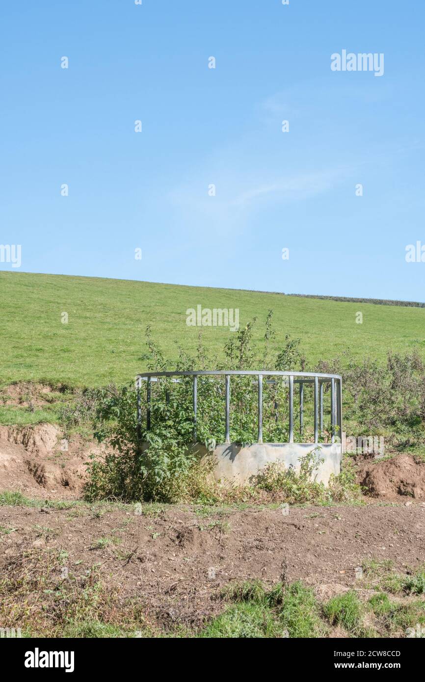 Bétail circulaire alimentation de bétail dans le champ ensoleillé avec ciel bleu et entouré par les orties / Urtica dioica. Pour l'industrie du bétail au Royaume-Uni et lit de nettles. Banque D'Images