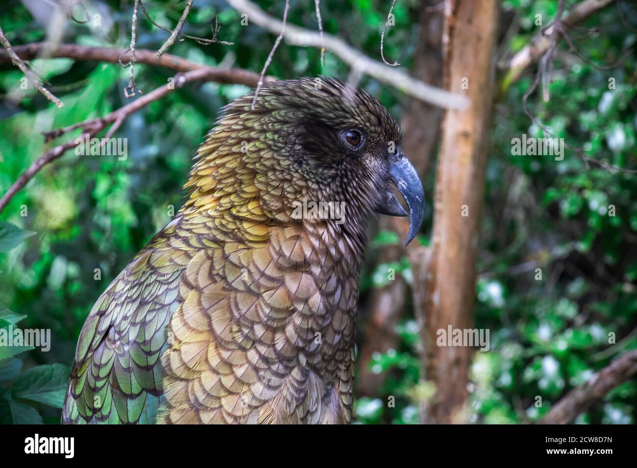 Le kea (Nestor notabilis), une espèce de grand perroquet de la famille des Nestoridae, qui se trouve dans les régions boisées et alpines de l'île du Sud de la Nouvelle-Zélande Banque D'Images