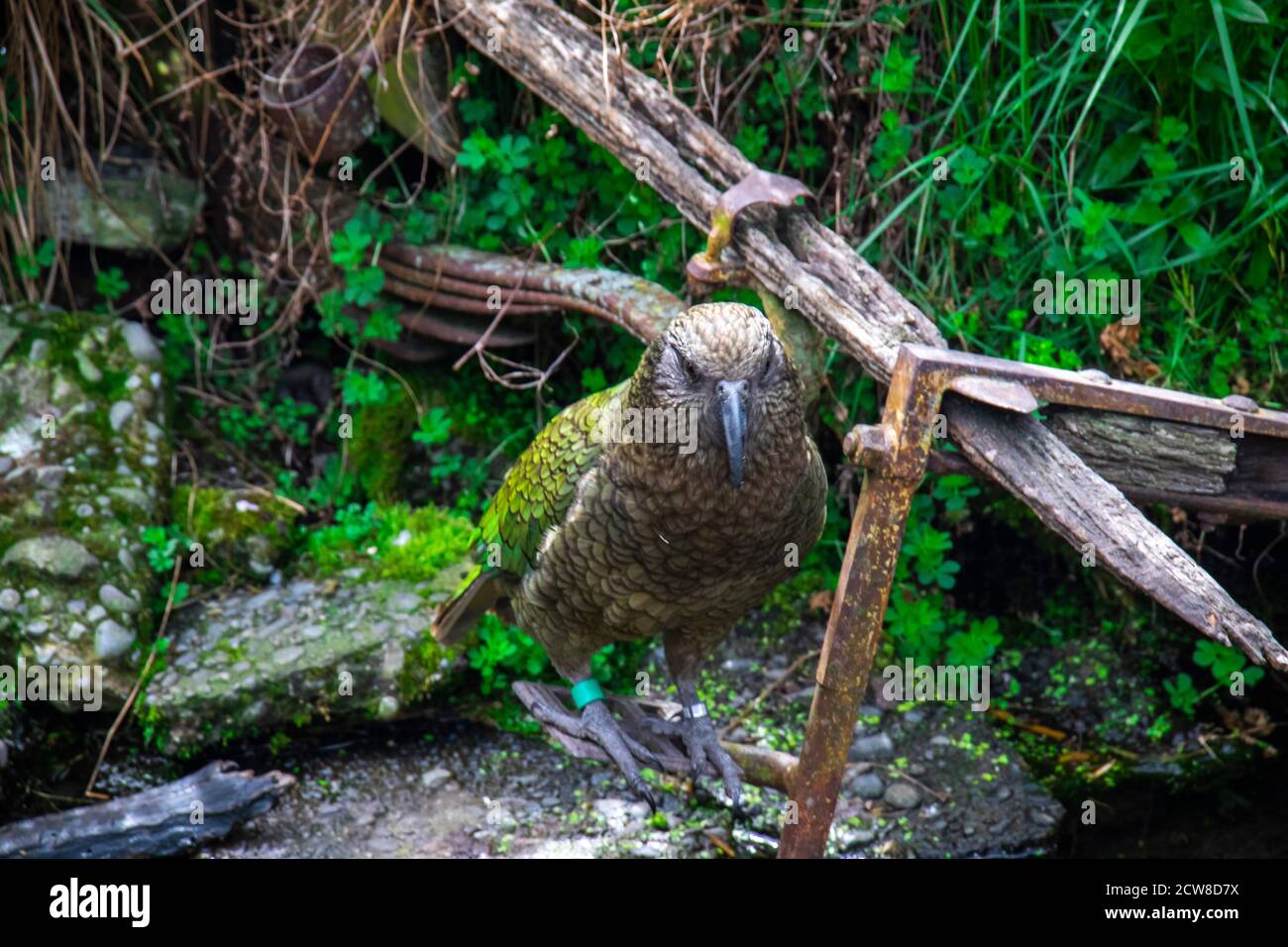 Le kea (Nestor notabilis), une espèce de grand perroquet de la famille des Nestoridae, qui se trouve dans les régions boisées et alpines de l'île du Sud de la Nouvelle-Zélande Banque D'Images