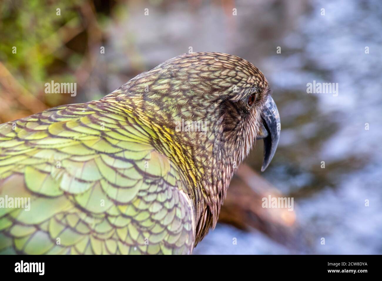 Le kea (Nestor notabilis), une espèce de grand perroquet de la famille des Nestoridae, qui se trouve dans les régions boisées et alpines de l'île du Sud de la Nouvelle-Zélande Banque D'Images