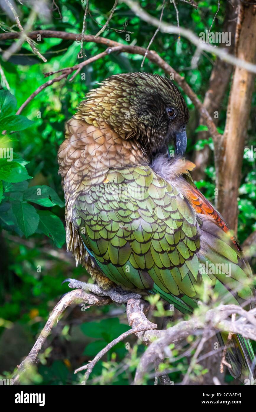 Le kea (Nestor notabilis), une espèce de grand perroquet de la famille des Nestoridae, qui se trouve dans les régions boisées et alpines de l'île du Sud de la Nouvelle-Zélande Banque D'Images