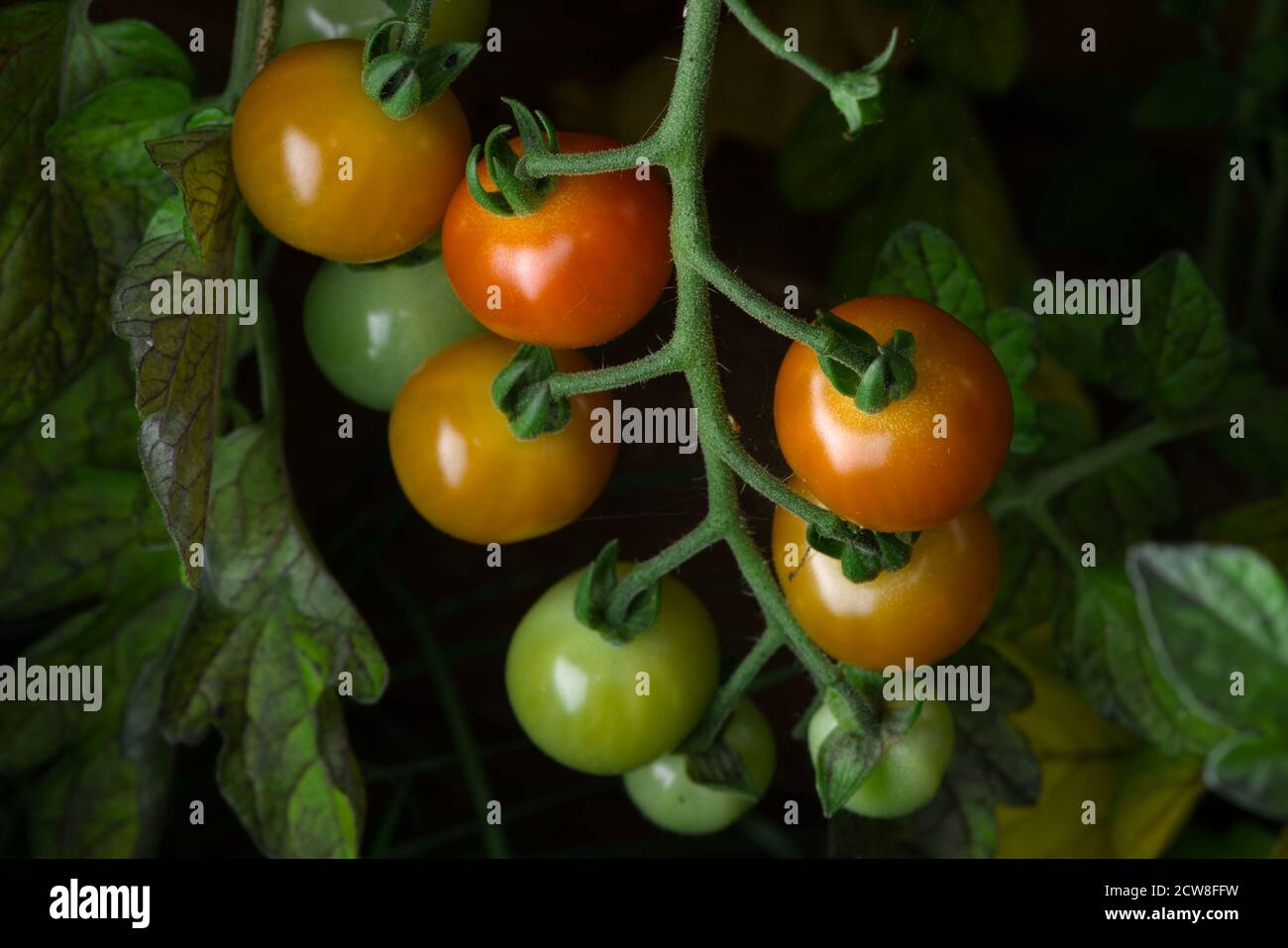 2 - mûrissement des tomates cerises à la prune croissant naturellement sur une plante de tomate. Différentes couleurs vives que les tomates mûrissent. La nourriture Banque D'Images