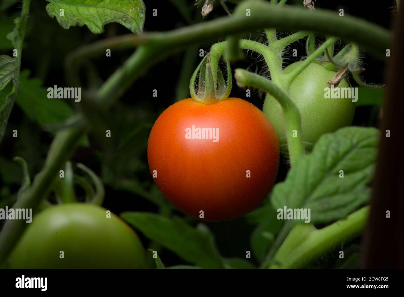 4 - perspective téléobjectif d'une seule tomate rouge mûre. Suspendu au milieu d'un feuillage dense et de feuilles vertes d'une plante de tomate naturelle. Couleur pop. Banque D'Images