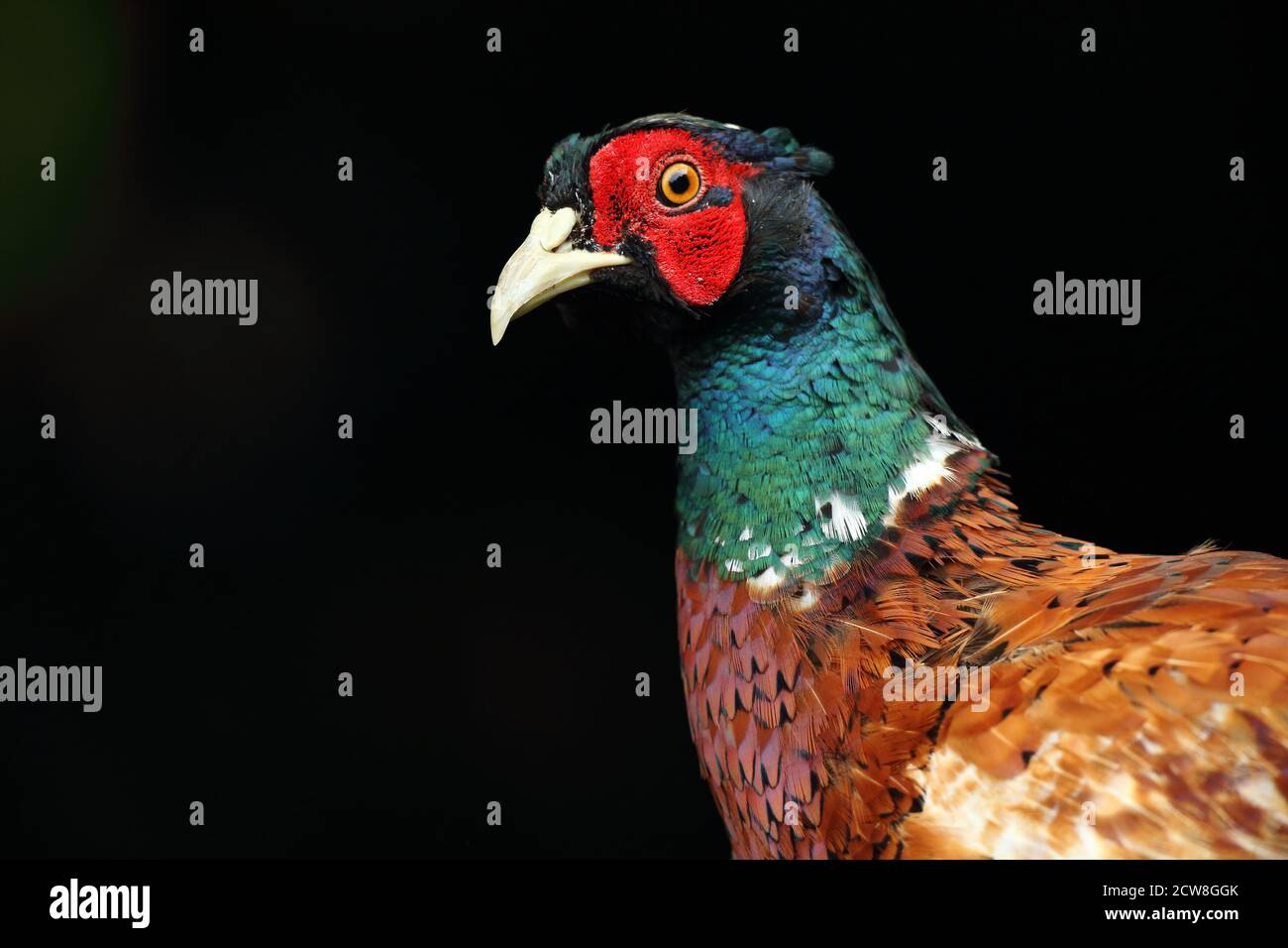 Pheasant à col en anneau ( Phasianus colchicus ), mâle adulte, gros plan du plumage de la tête sur fond noir sous-exposé, pays de Galles 2020 Banque D'Images