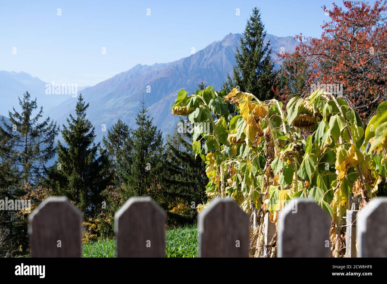 paysage alpin avec tournesols en automne Banque D'Images