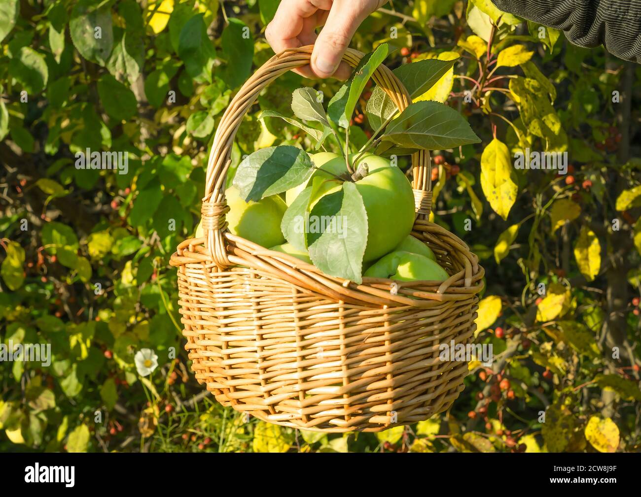 Des pommes vertes biologiques saines dans un panier sur fond de feuilles d'automne. Banque D'Images