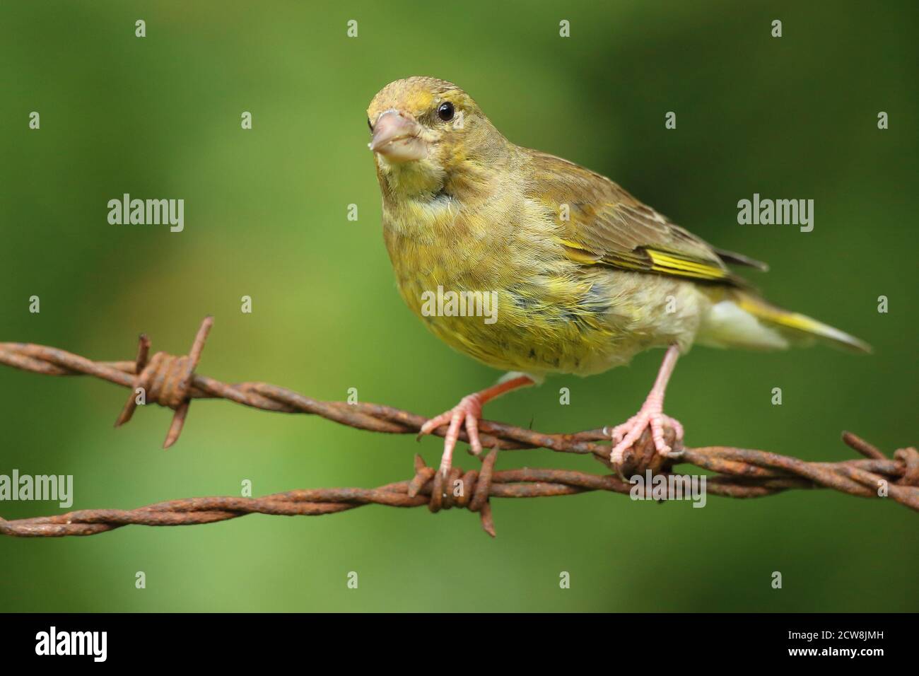 Groenfinch européen ( Chloris Chloris ), oiseau femelle perché. Prise au pays de Galles 2020. Banque D'Images