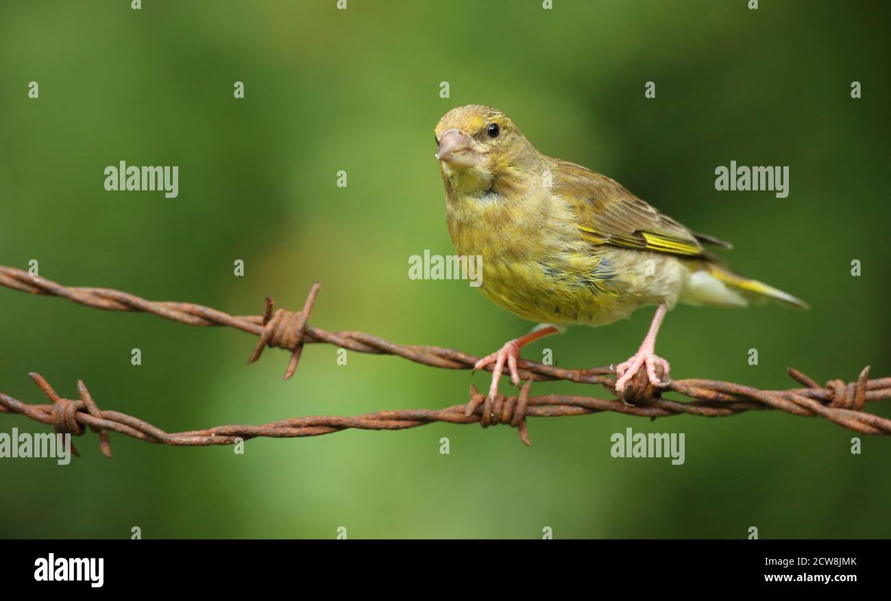 Groenfinch européen ( Chloris Chloris ), oiseau femelle perché. Prise au pays de Galles 2020. Banque D'Images