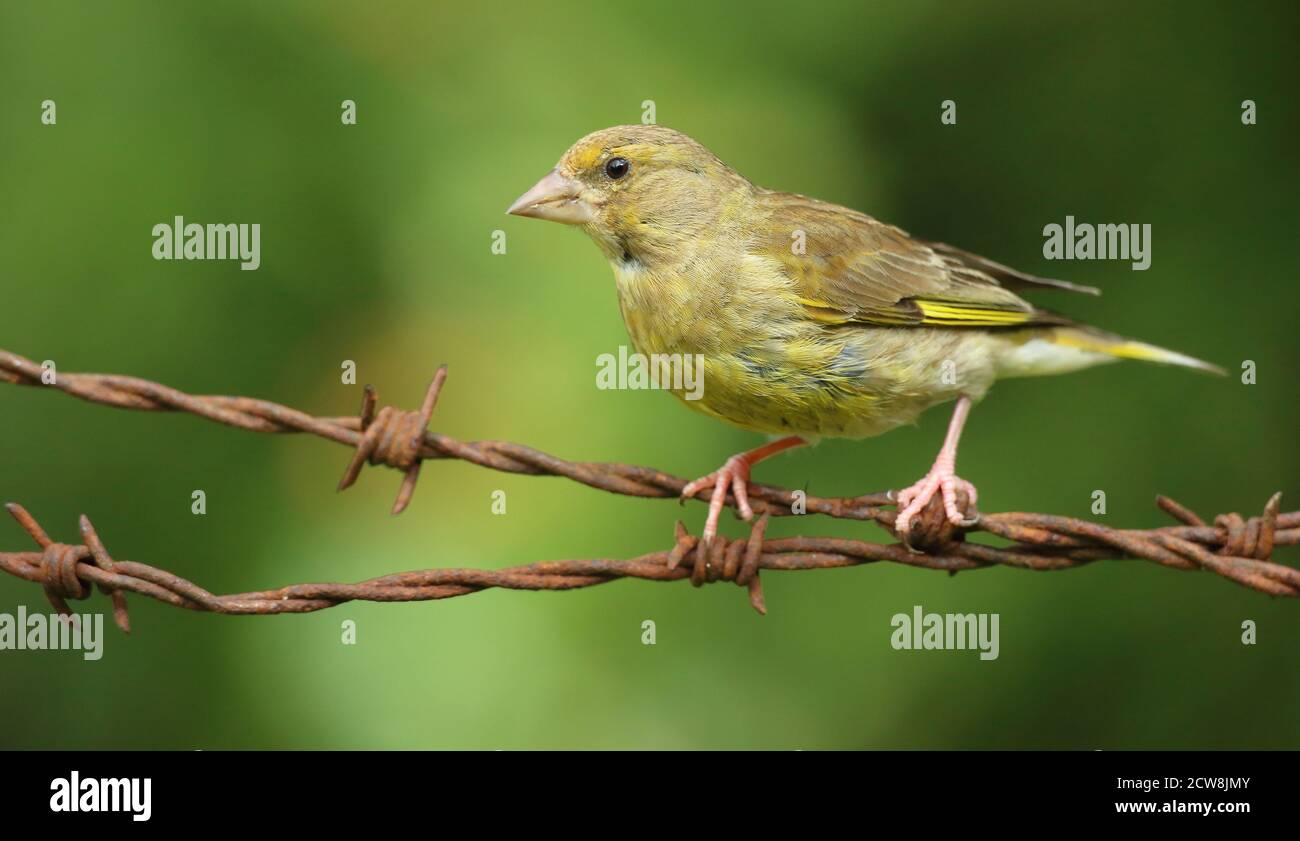 Groenfinch européen ( Chloris Chloris ), oiseau femelle perché. Prise au pays de Galles 2020. Banque D'Images