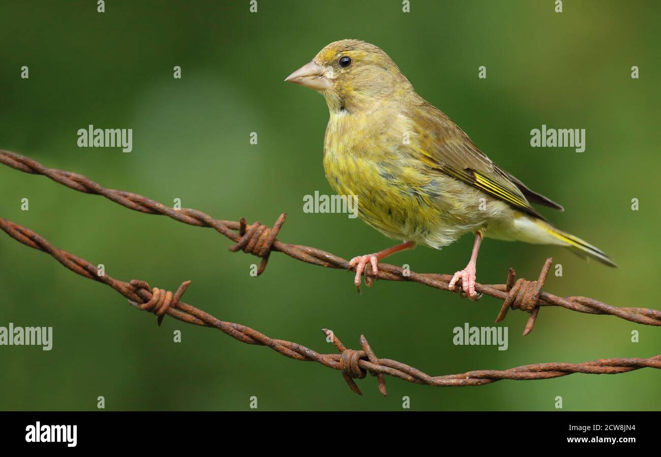 Groenfinch européen ( Chloris Chloris ), oiseau femelle perché. Prise au pays de Galles 2020. Banque D'Images