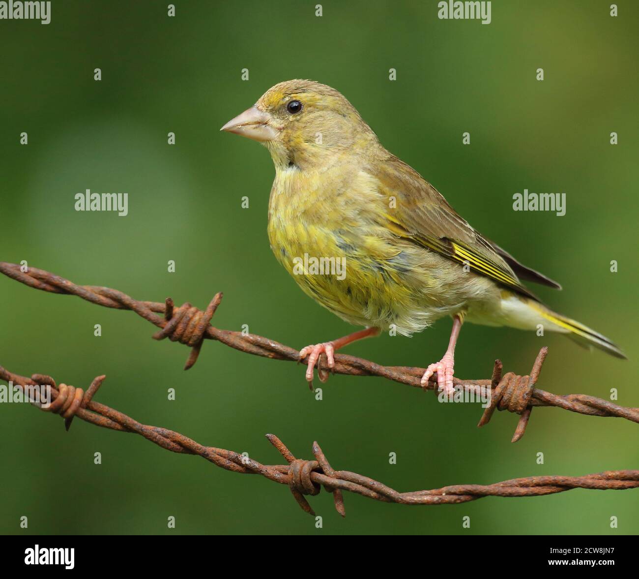 Groenfinch européen ( Chloris Chloris ), oiseau femelle perché. Prise au pays de Galles 2020. Banque D'Images