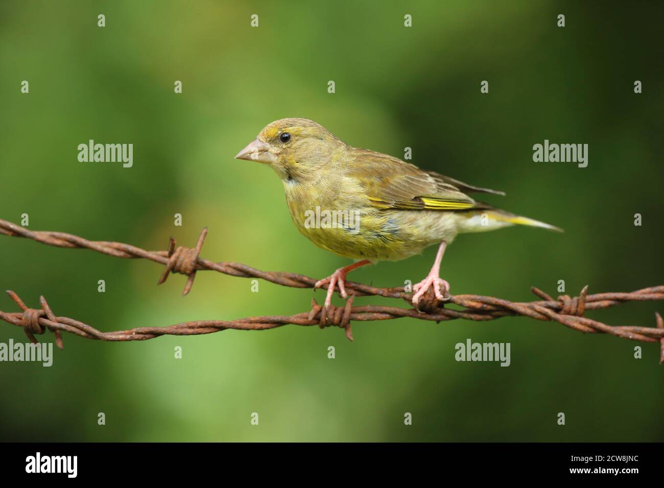 Groenfinch européen ( Chloris Chloris ), oiseau femelle perché. Prise au pays de Galles 2020. Banque D'Images
