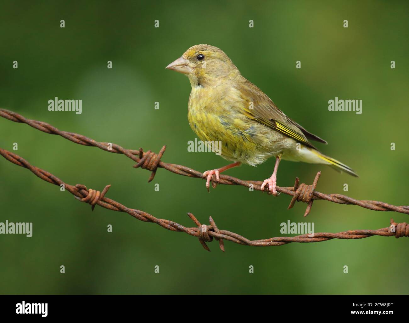 Groenfinch européen ( Chloris Chloris ), oiseau femelle perché. Prise au pays de Galles 2020. Banque D'Images