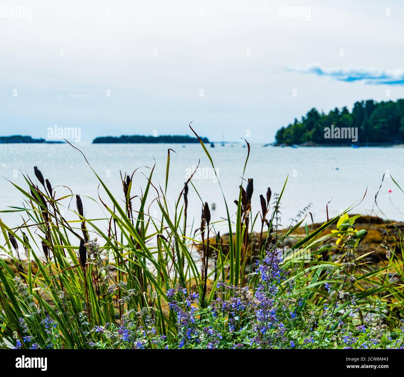 Vue sur Linekin Bay, Maine Banque D'Images
