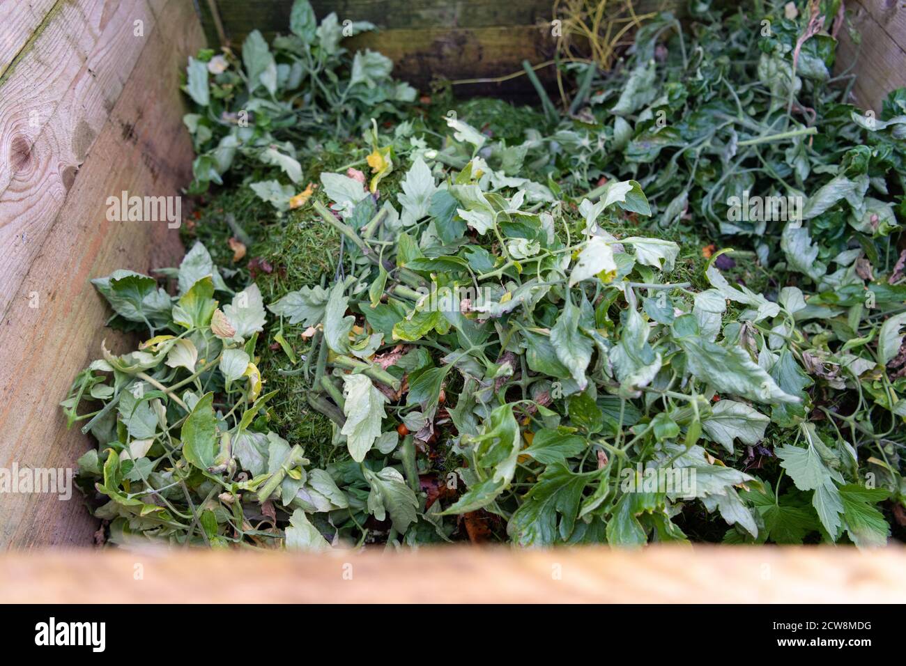 Les plants de tomates hachées ont été ajoutés au bac à compost du Fin de saison - Royaume-Uni Banque D'Images