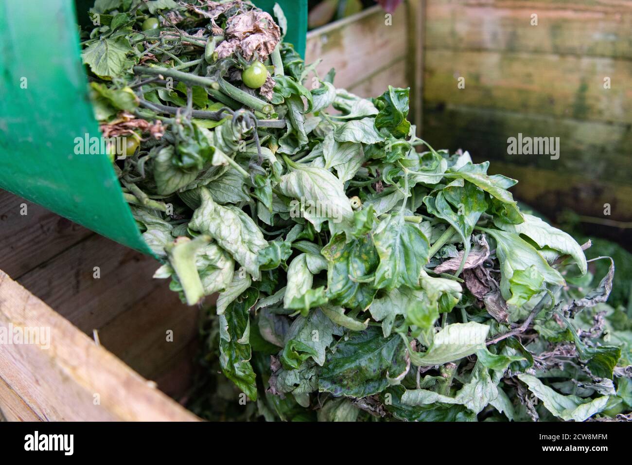 Les plants de tomates hachées sont ajoutés au bac à compost domestique Banque D'Images