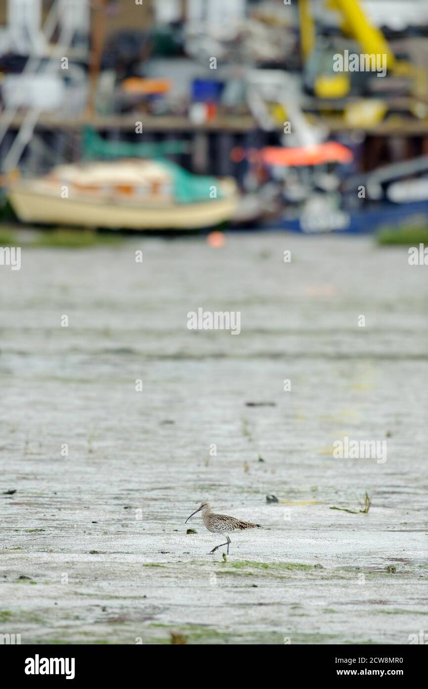 Le Courlis (Numenius arquata) se nourrissant sur les vasières, Two Tree Island, estuaire de la Tamise, Essex Banque D'Images