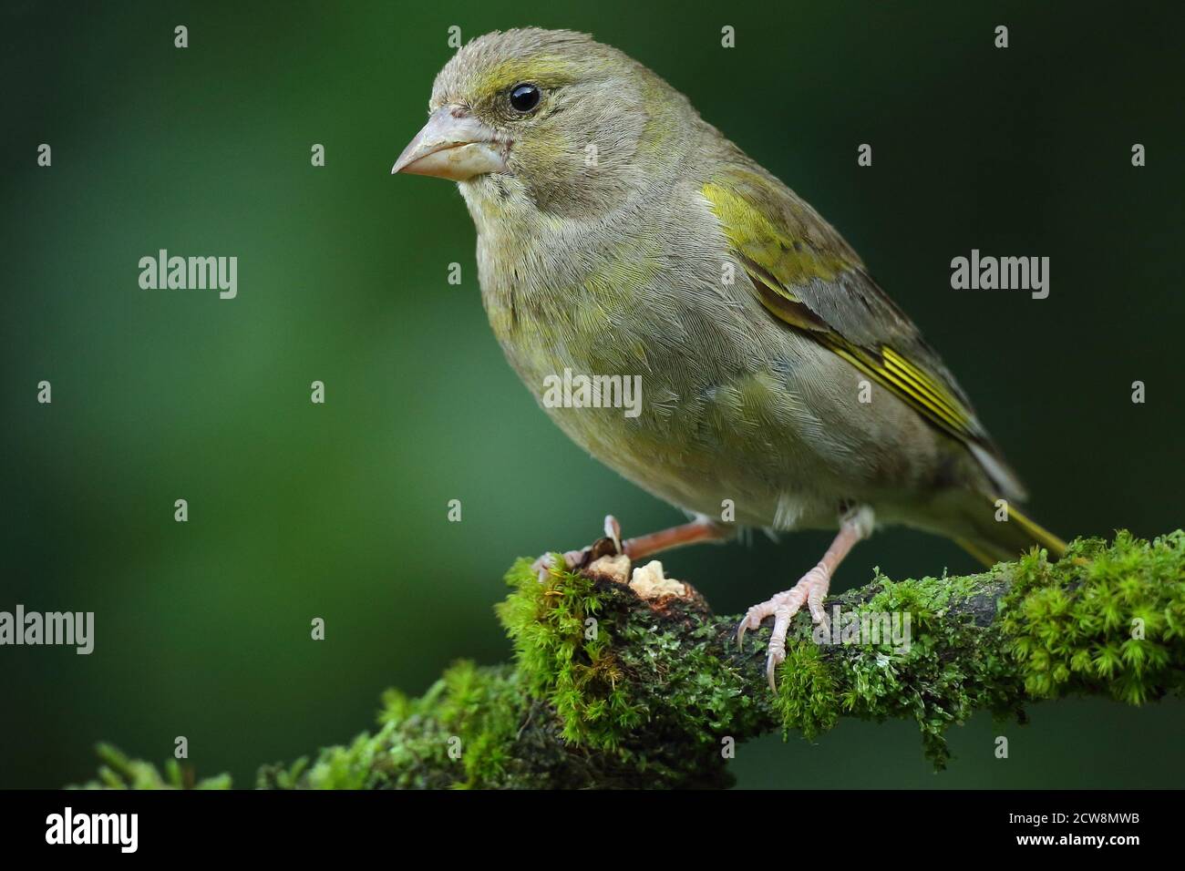 Groenfinch européen ( Chloris Chloris ), oiseau femelle perché. Prise au pays de Galles 2020. Banque D'Images