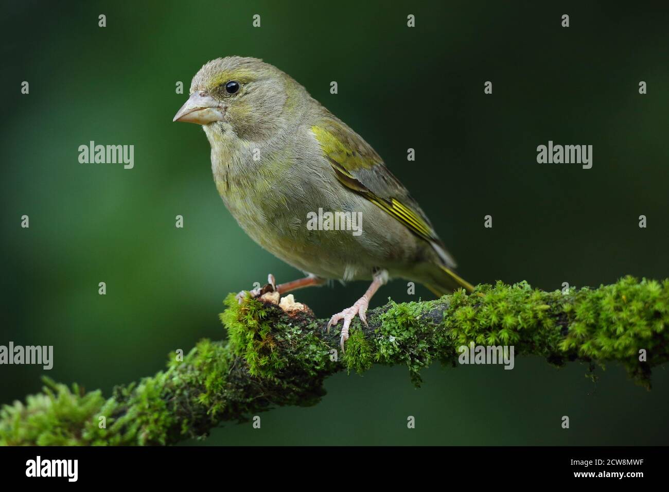 Groenfinch européen ( Chloris Chloris ), oiseau femelle perché. Prise au pays de Galles 2020. Banque D'Images