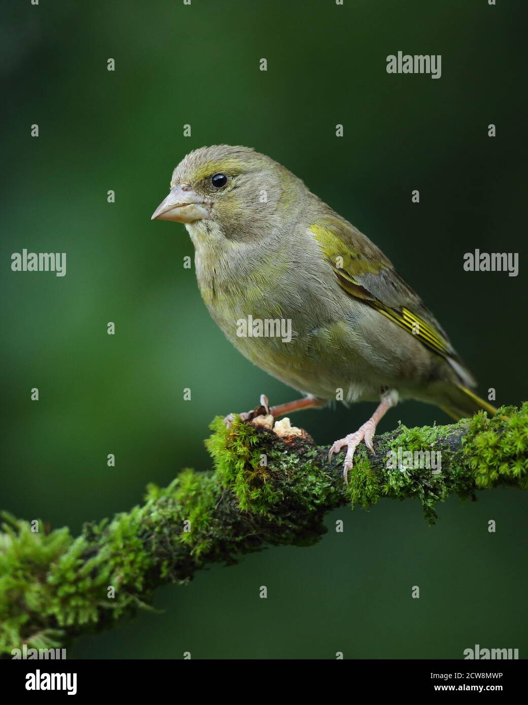 Groenfinch européen ( Chloris Chloris ), oiseau femelle perché. Prise au pays de Galles 2020. Banque D'Images