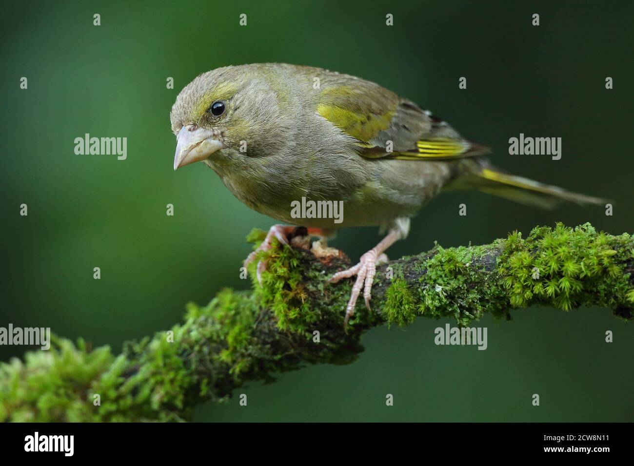 Groenfinch européen ( Chloris Chloris ), oiseau femelle perché. Prise au pays de Galles 2020. Banque D'Images