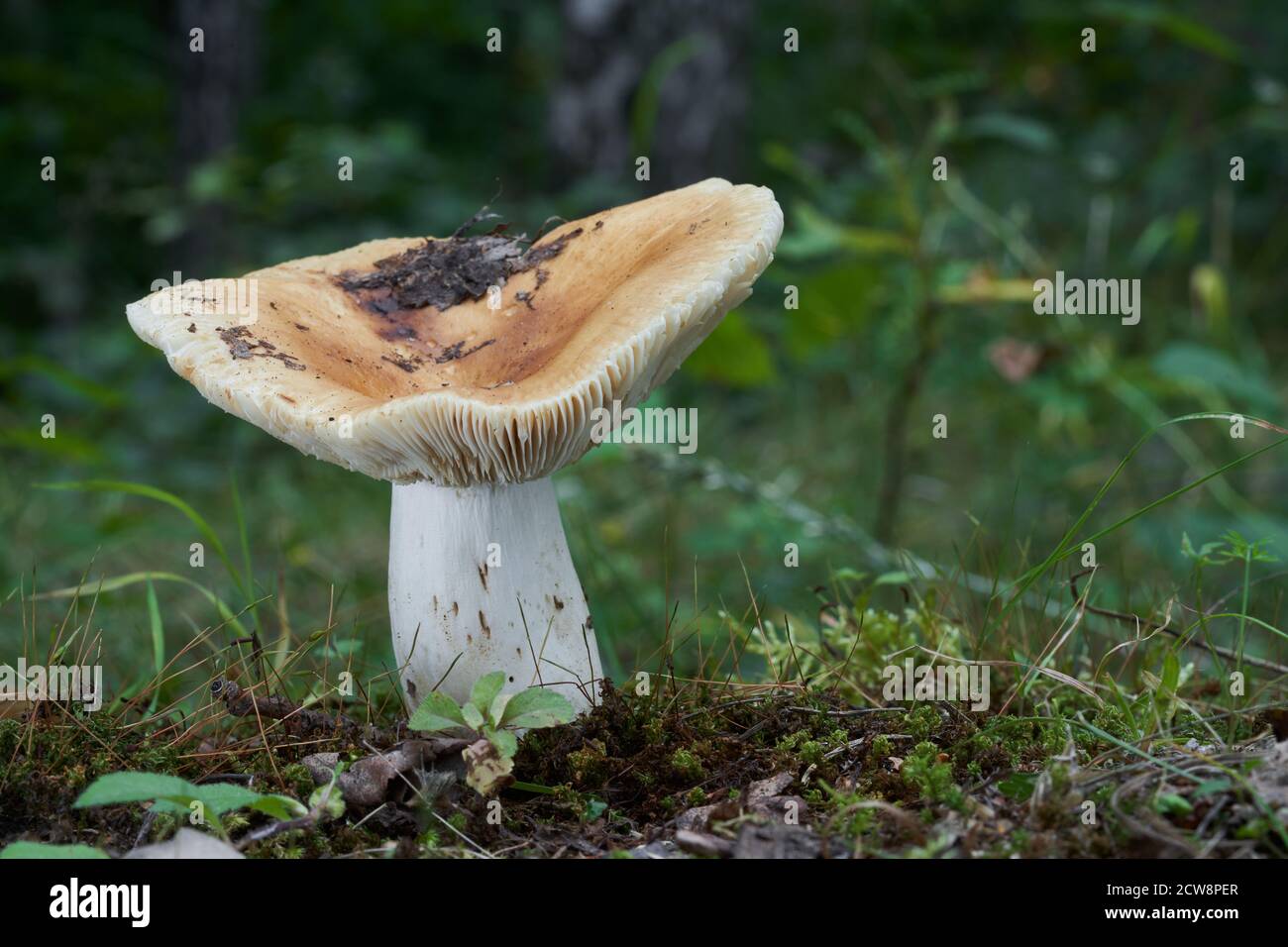 Champignon non comestible Russula subfoetens dans la forêt de bouleau. Champignon sauvage à capuchon jaune et tige blanche poussant dans la mousse. Banque D'Images