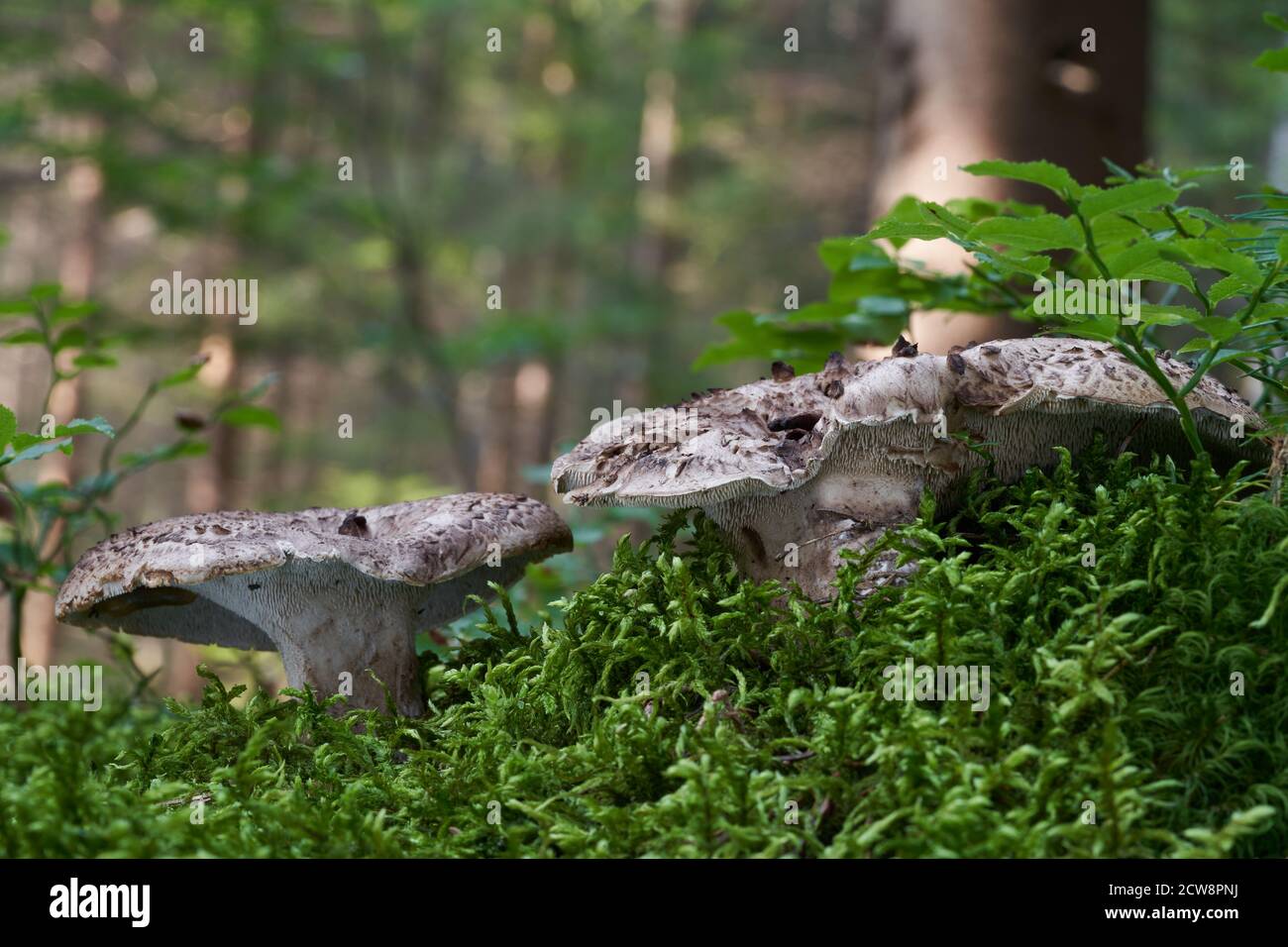 Champignon comestible Sarcodon imbricatus dans la forêt d'épicéa. Connu sous le nom de hérisson de shingled. Deux champignons sauvages poussant dans la mousse, forêt en arrière-plan. Banque D'Images