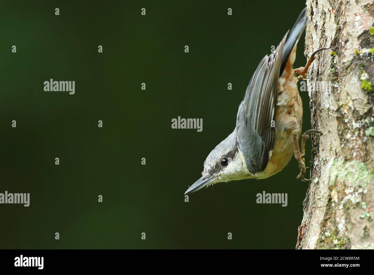 Nuthatch eurasien ( Sitta Europaea ) grimpant sur un tronc dans une posture typique, pris au pays de Galles été 2020. Banque D'Images