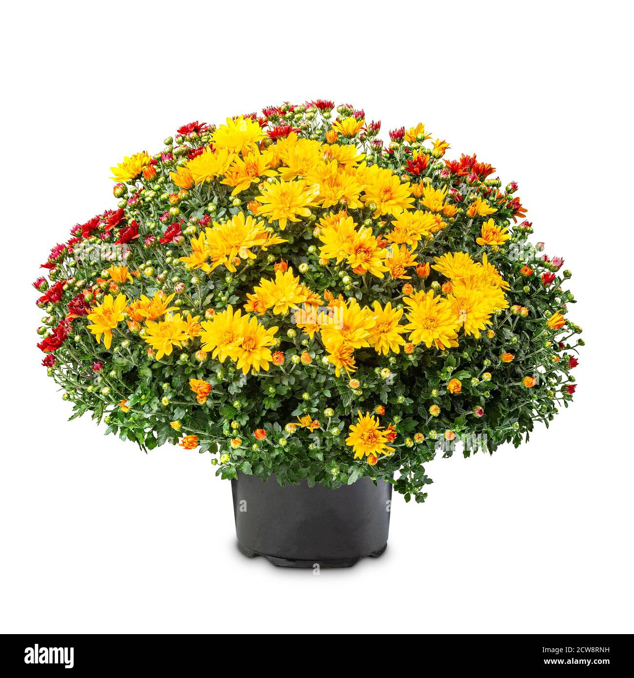 Grande horticulture en serre Banque D'Images