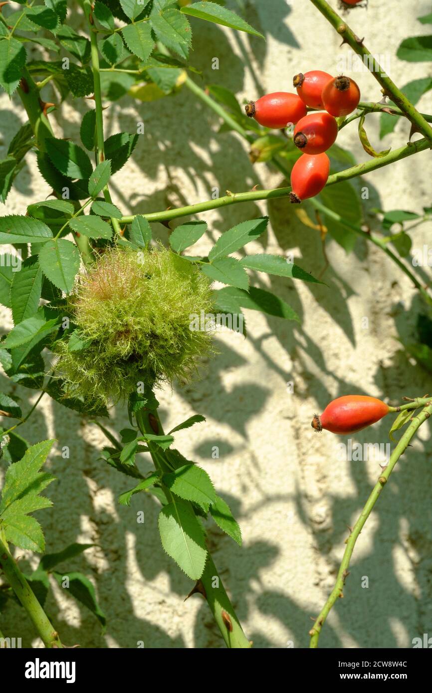 croissance du coussin de rose bedeguar ou robins pin sur la rose bush causé par la vésicule biliaire diplolepis rosae zala comté hongrie Banque D'Images