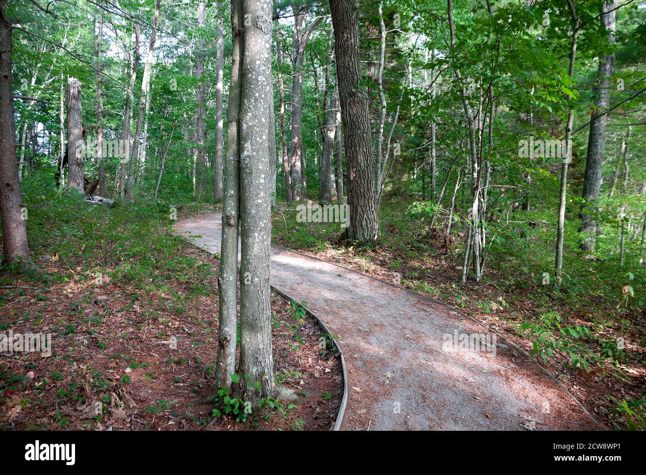 Sentier nature dans la réserve naturelle nationale Rachel Carson à Wells, Maine. Banque D'Images