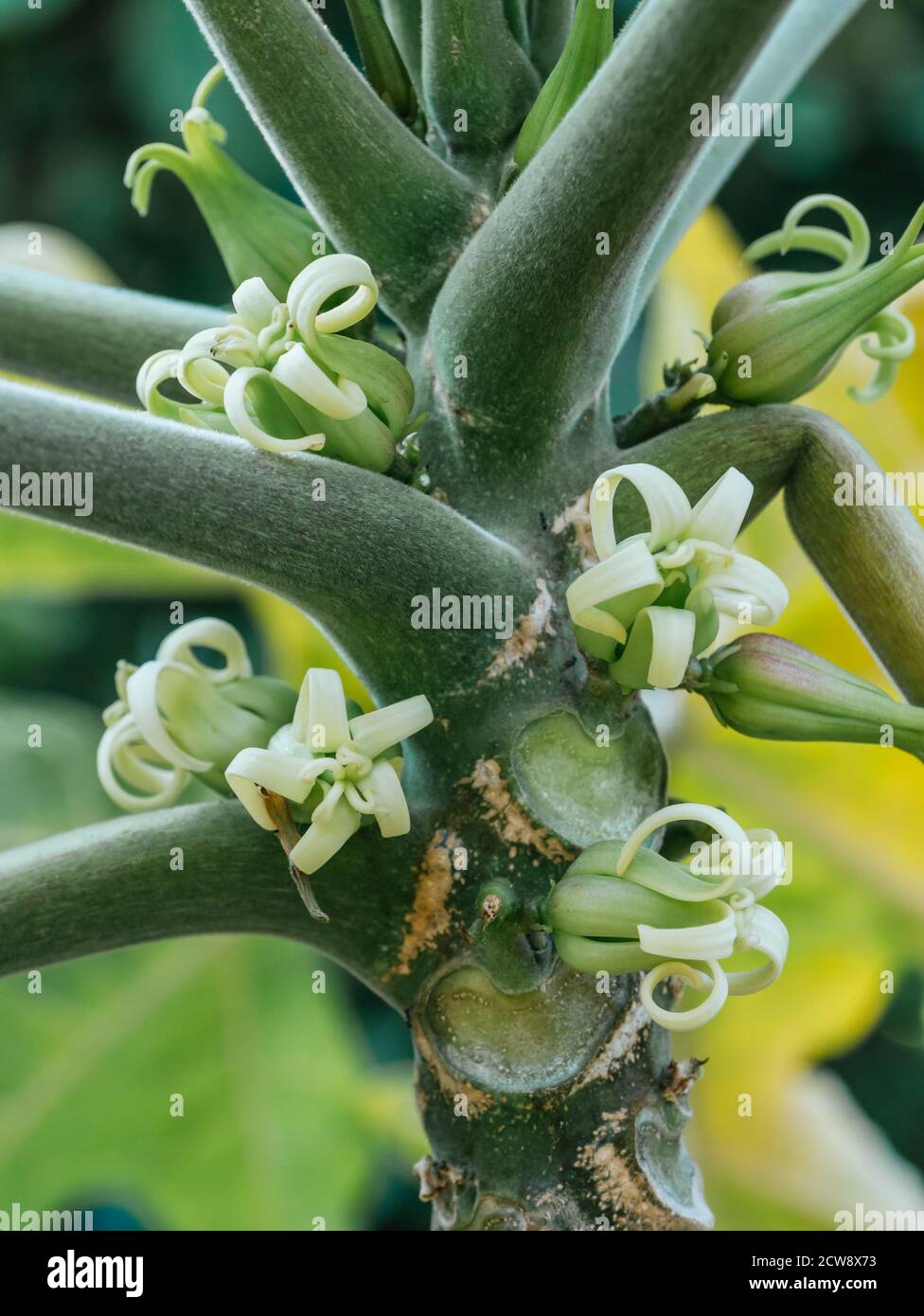 senteur papaye plante et fleurs, chamburo, chigualcan, papayuela, le jour ensoleillé Banque D'Images