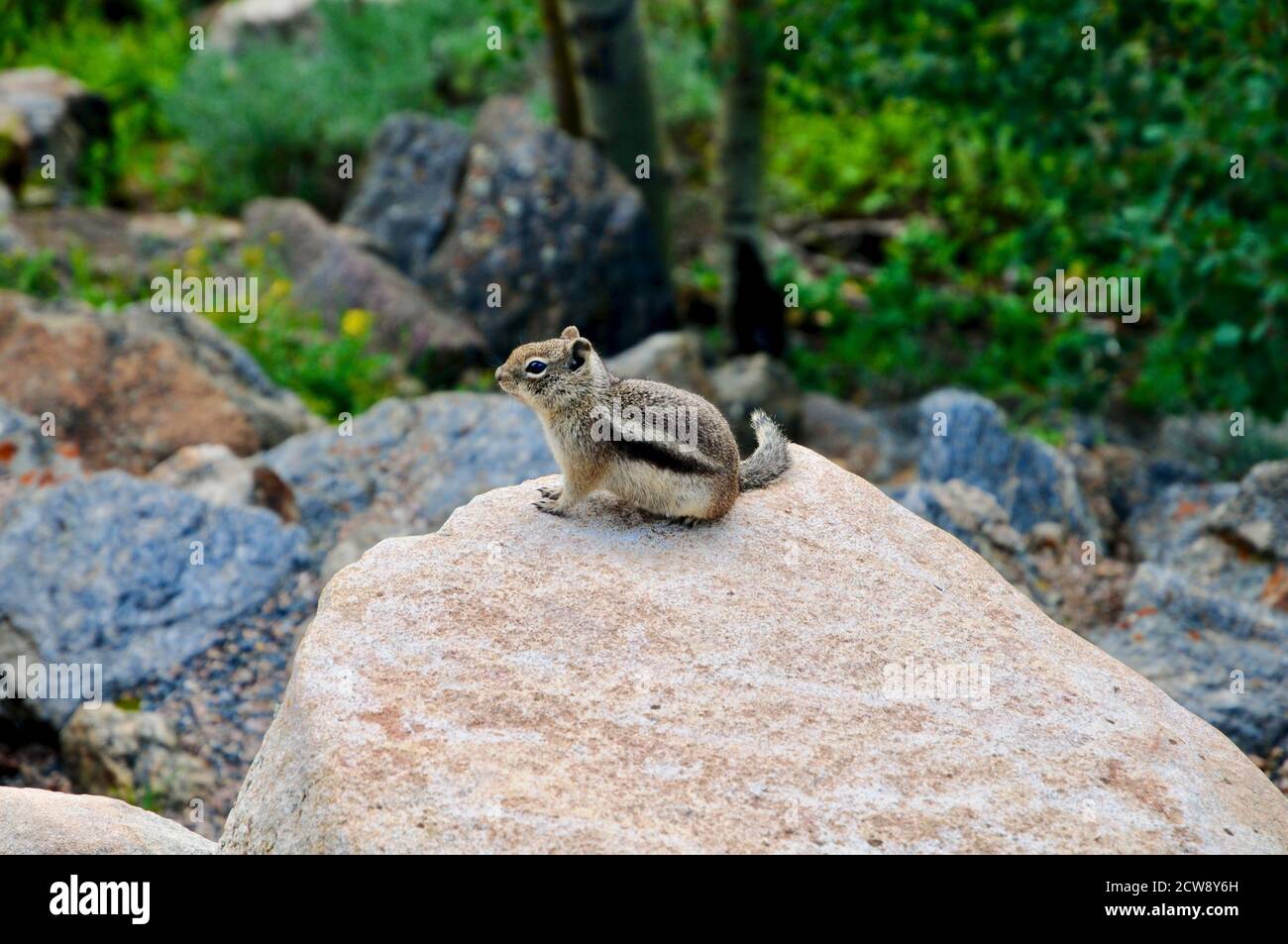 Chipmunk, un petit rongeur rayé, se bronzant sur des rochers dans la forêt. Banque D'Images