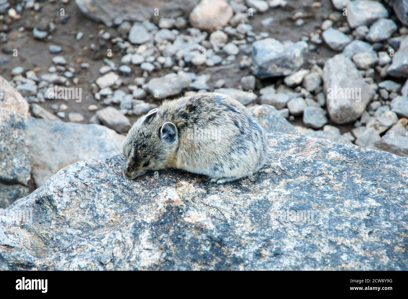 Un Pika recherche de nourriture le long des rochers alpins dans les montagnes Rocheuses, au Colorado, aux États-Unis. Banque D'Images