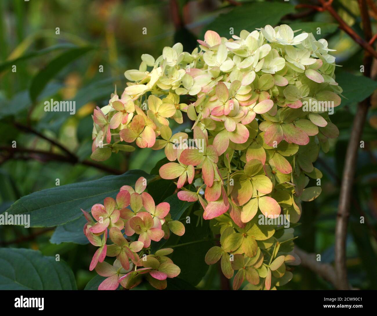 Hortensia paniculata Graffiti. Inflorescence rapprochée. Fleurez dans le jardin à l'extérieur. Banque D'Images