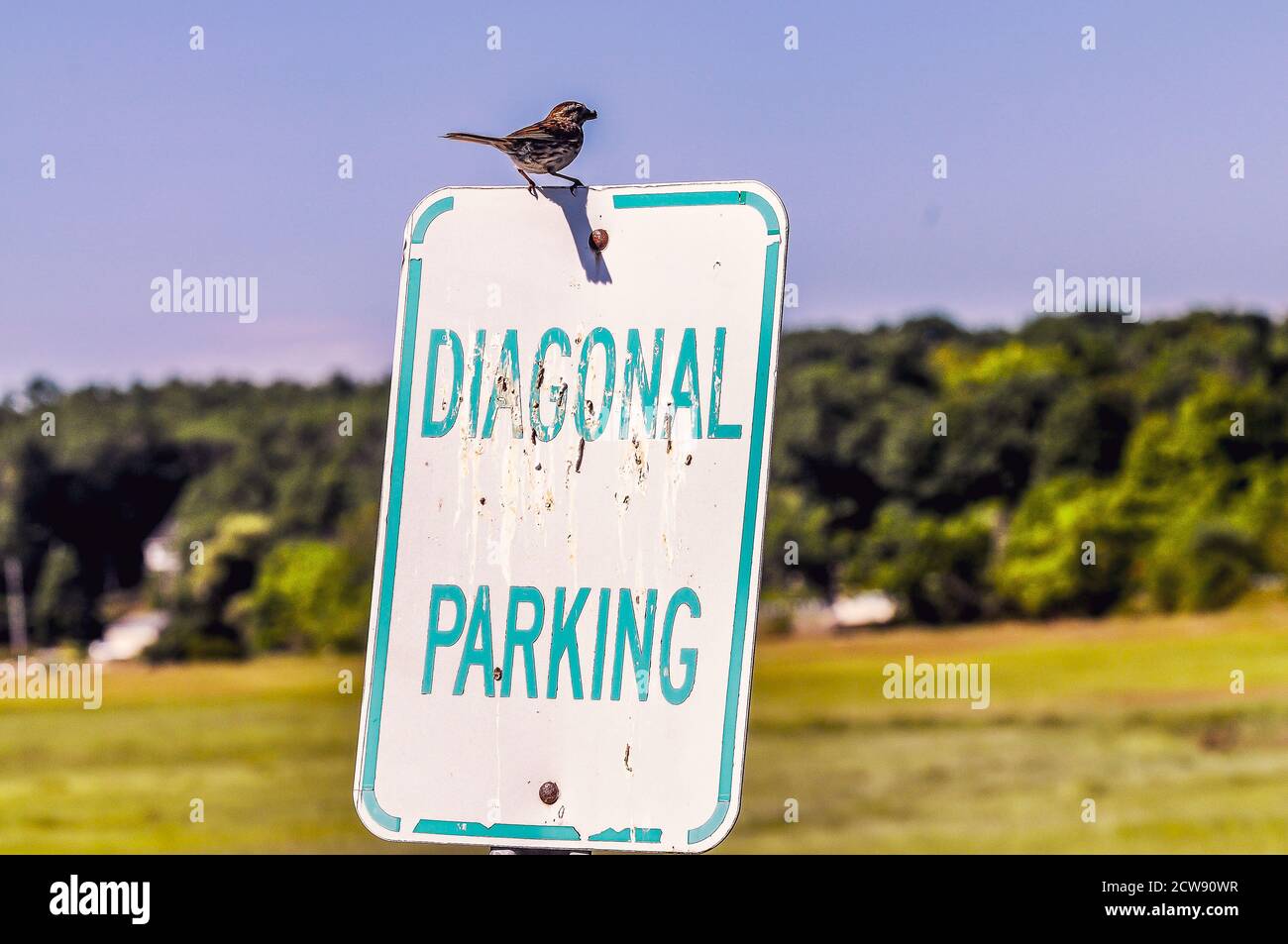 La ville a mis un panneau de stationnement, et même les oiseaux obéissent. Il va donc montrer que rien n'est au-dessus de la Loi. Mais dans ce cas, le parking est gratuit. Banque D'Images