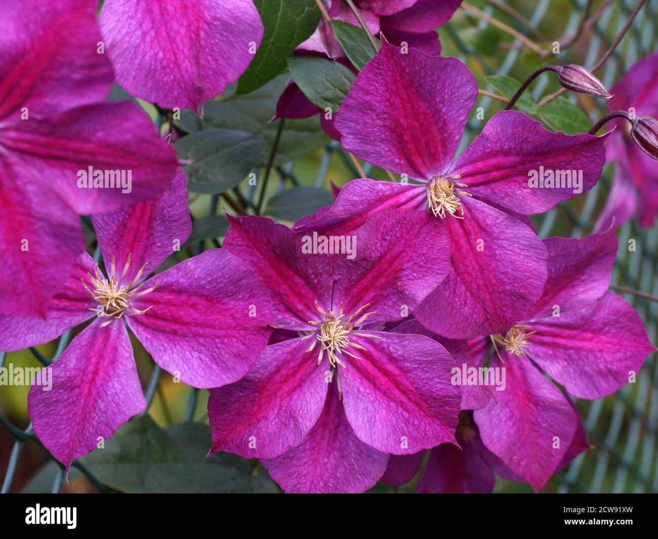 Zostapa Banque de photographies et d’images à haute résolution - Alamy