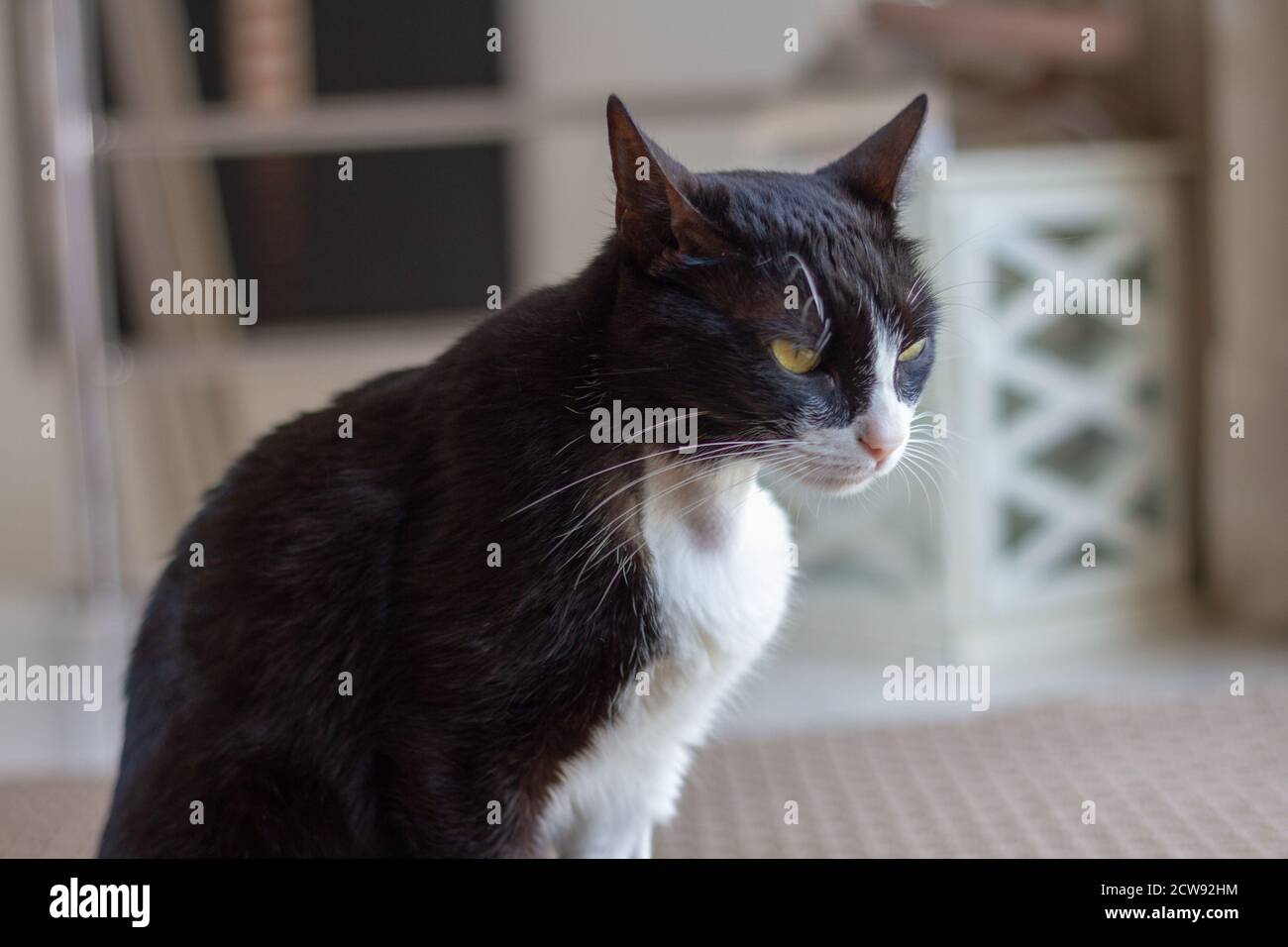 Chat Rase Banque D Image Et Photos Alamy