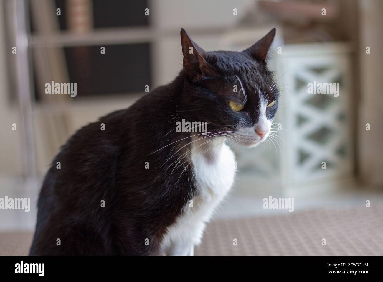 Chat noir et blanc malade dans le salon Banque D'Images