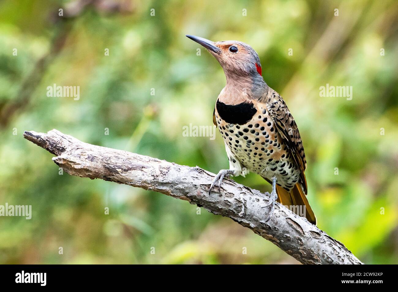 Scintillement à arbre nord ou jaune Banque D'Images Scintillement à arbre nord ou jaune Banque D'Images