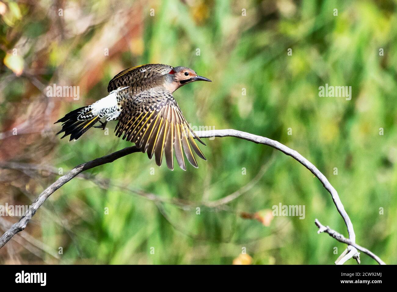 Vol de scintillement à axe nord ou jaune Banque D'Images Vol de scintillement à axe nord ou jaune Banque D'Images