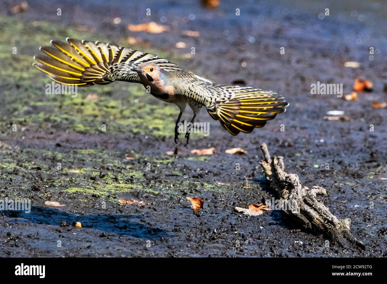 Vol de scintillement à axe nord ou jaune Banque D'Images Vol de scintillement à axe nord ou jaune Banque D'Images