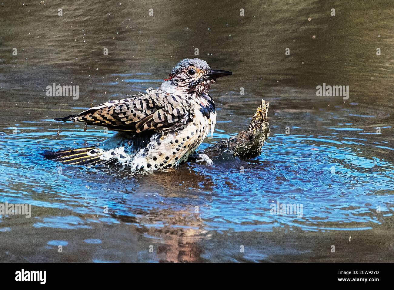 Bain de scintillement à l'arbre du nord ou jaune Banque D'Images Bain de scintillement à l'arbre du nord ou jaune Banque D'Images